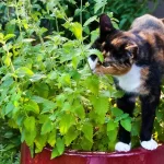 کت نیپ (Cat nip) چیست و چه کاربردی دارد؟